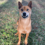 Closeup shot of brown color puppy